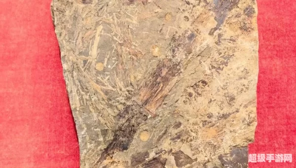竹子化石