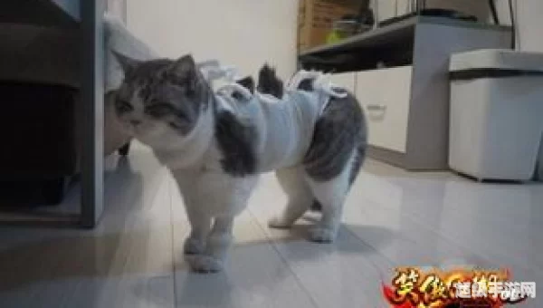 教主猫